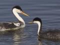 Clark's and Western Grebe with Hybrid Chick