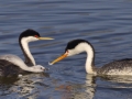 Clark's and Western Grebe with Hybrid Chick