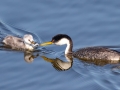 Western with Clark's Grebe Hybrid Chick
