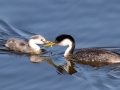 Western with Clark's Grebe Hybrid Chick
