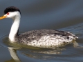 Clark's Grebe