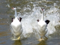 Clark's Grebe