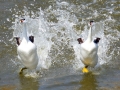 Clark's Grebe