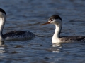 Clark's Grebe