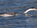 Clark's Grebe