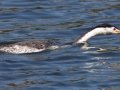 Clark's Grebe