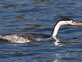 Clark's Grebe