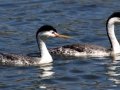 Clark's Grebe
