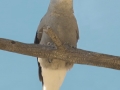 Clark's Nutcracker