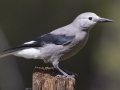 Clark's Nutcracker