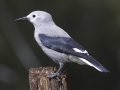 Clark's Nutcracker