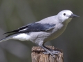 Clark's Nutcracker