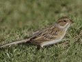Clay-colored Sparrow