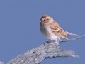 Clay-colored Sparrow