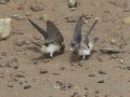 Cliff Swallow