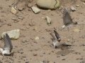 Cliff Swallow
