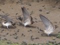 Cliff Swallow