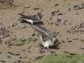 Cliff Swallow