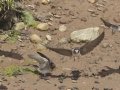 Cliff Swallow