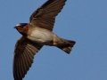 Cliff Swallow