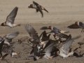Cliff Swallow