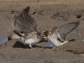 Cliff Swallow