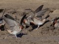 Cliff Swallow