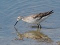 Wilson's Phalarope - Lagerman Agricultural Preserve--Lagerman Reservoir - Boulder County, Colorado - 7-26-2022