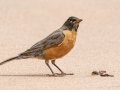 American Robin - Bobolink Trail - Boulder County, Colorado - 7-24-2022