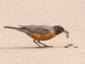 American Robin - Bobolink Trail - Boulder County, Colorado - 7-24-2022