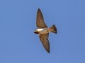 Cliff Swallow - Bobolink Trail - Boulder County, Colorado - 7-21-2022