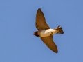 Cliff Swallow - Bobolink Trail - Boulder County, Colorado - 7-21-2022