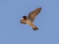 Cliff Swallow - Bobolink Trail - Boulder County, Colorado - 7-21-2022