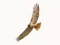 Red-tailed Hawk - Bobolink Trail - Boulder County, Colorado - 7-24-2022