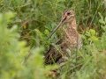 Wilson's Snipe - Bobolink Trail - Boulder County, Colorado - 7-24-2022