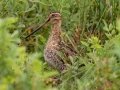 Wilson's Snipe - Bobolink Trail - Boulder County, Colorado - 7-24-2022