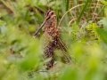 Wilson's Snipe - Bobolink Trail - Boulder County, Colorado - 7-24-2022