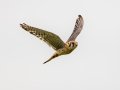 American Kestrel - Bobolink Trail - Boulder County, Colorado - 7-24-2022