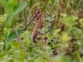 Wilson's Snipe - Bobolink Trail - Boulder County, Colorado - 7-24-2022