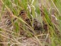 Wilson's Snipe - Bobolink Trail - Boulder County, Colorado - 7-24-2022