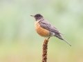 American Robin - Bobolink Trail - Boulder County, Colorado - 7-24-2022