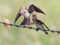 Northern Rough-winged Swallows - Bobolink Trail - Boulder County, Colorado - 7-21-2022