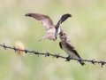 Northern Rough-winged Swallows - Bobolink Trail - Boulder County, Colorado - 7-21-2022