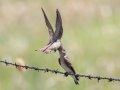 Northern Rough-winged Swallows - Bobolink Trail - Boulder County, Colorado - 7-21-2022