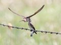 Northern Rough-winged Swallows - Bobolink Trail - Boulder County, Colorado - 7-21-2022