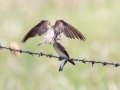 Northern Rough-winged Swallows - Bobolink Trail - Boulder County, Colorado - 7-21-2022