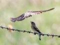 Northern Rough-winged Swallows - Bobolink Trail - Boulder County, Colorado - 7-21-2022