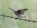 Northern Rough-winged Swallow begging - Bobolink Trail - Boulder County, Colorado - 7-21-2022