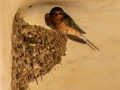 Barn Swallow at Nest - Bobolink Trail - Boulder County, Colorado - 7-21-2022