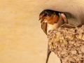 Barn Swallow at Nest - Bobolink Trail - Boulder County, Colorado - 7-21-2022